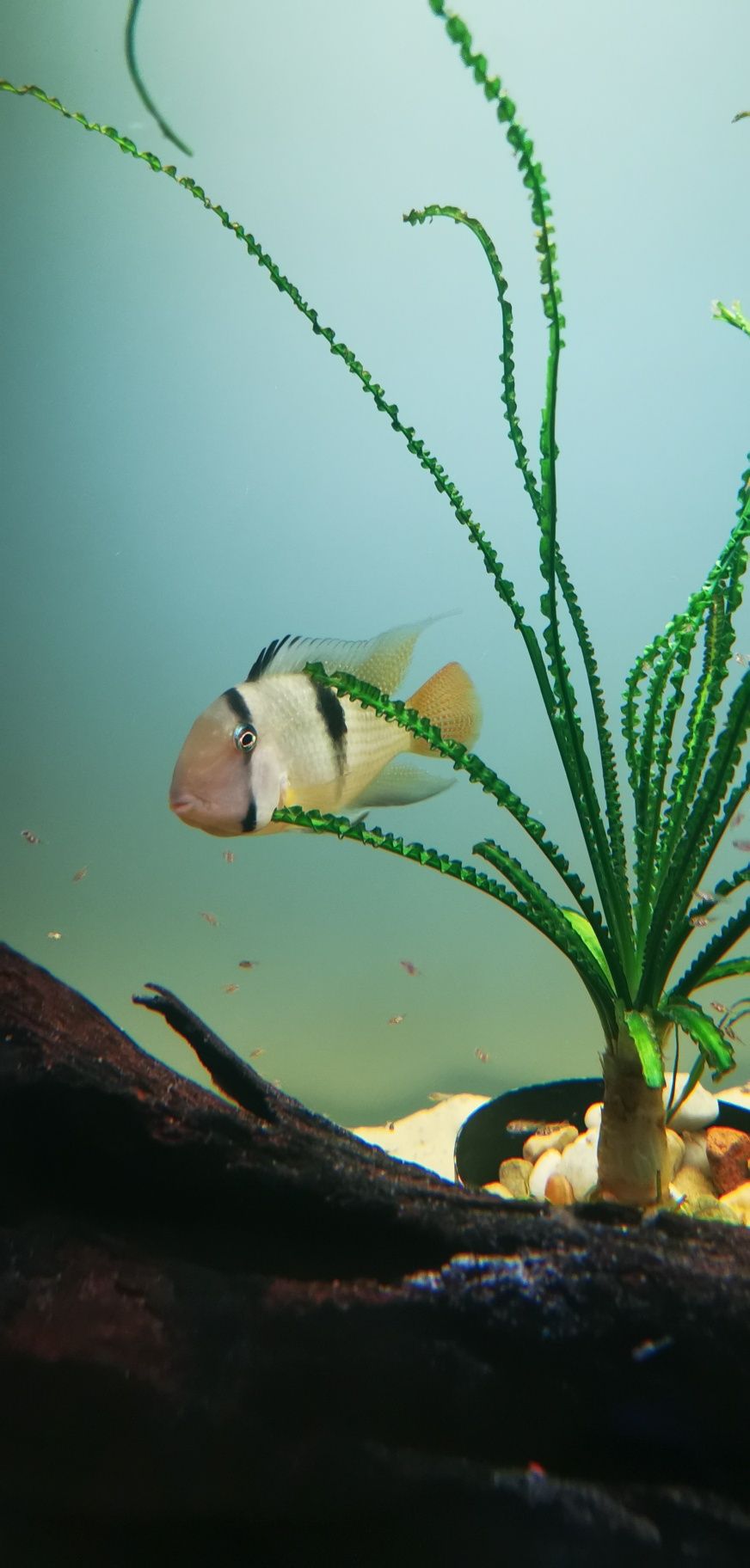 ziemiojady Guianacara stergiosi 4-5cm