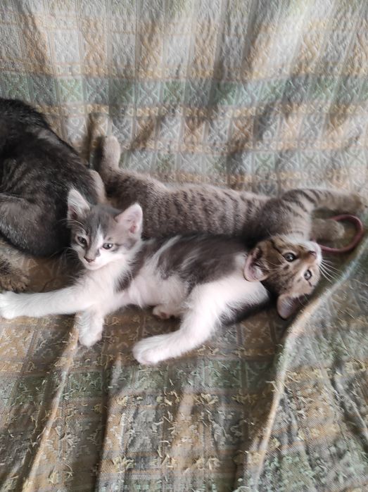 Котятки 7 недель