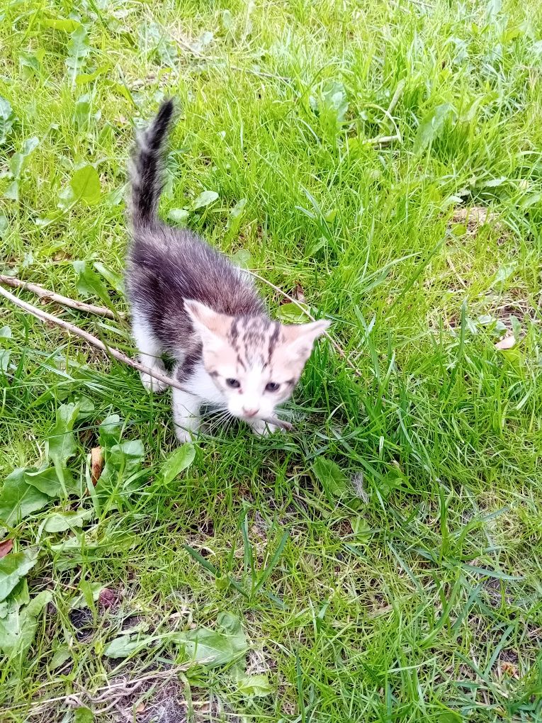 Oddam kotka w dobre ręce