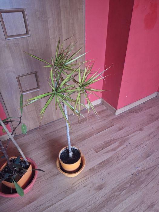 Dracena sprzedam