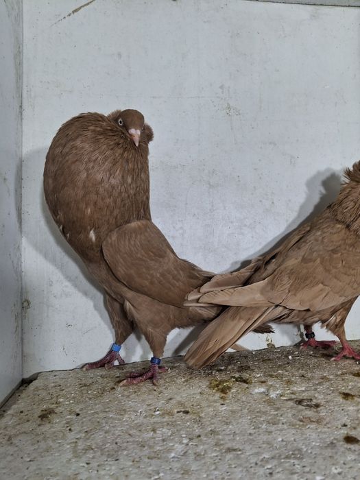 Garłacze Górnośląskie