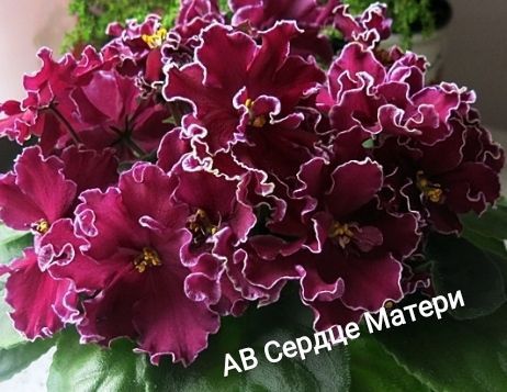 Фиалка АВ Сердце матери