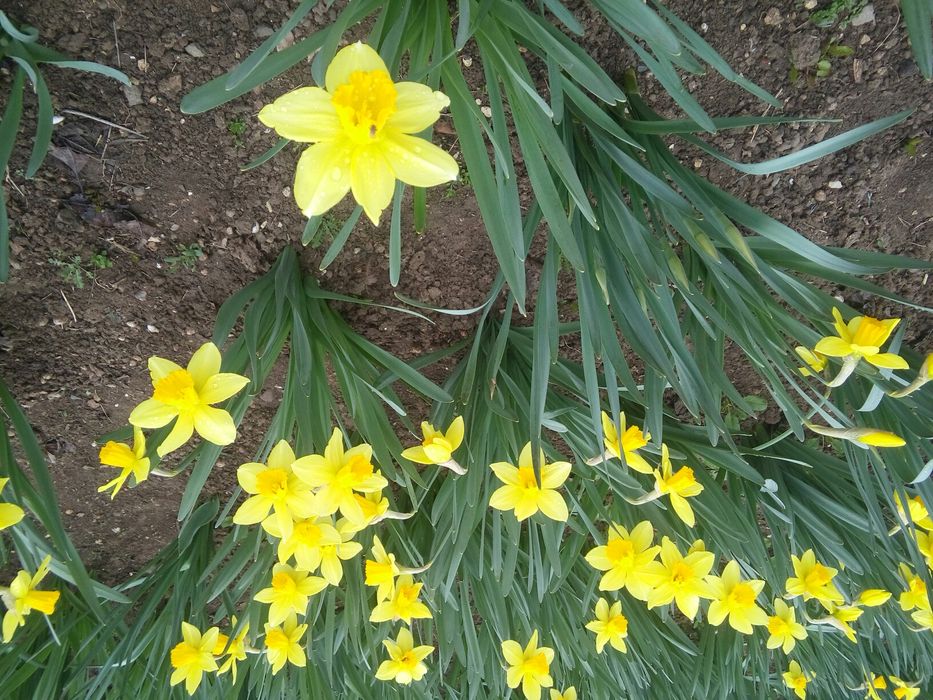 Продаю луковицы нарциссов