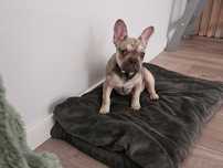 Buldog francuski  suczka