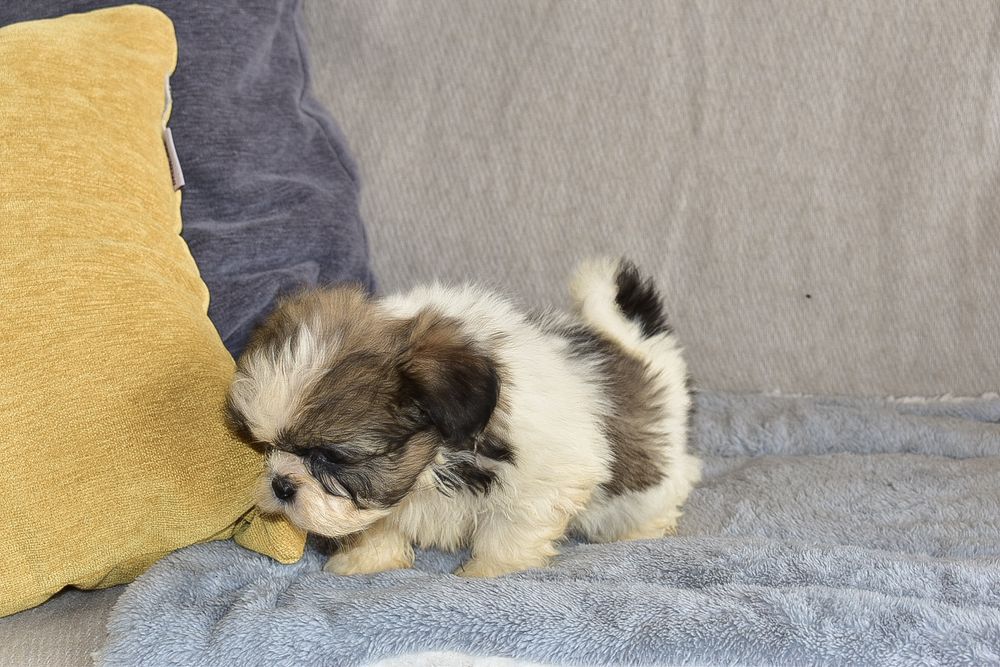 Shih-tzu macho disponível