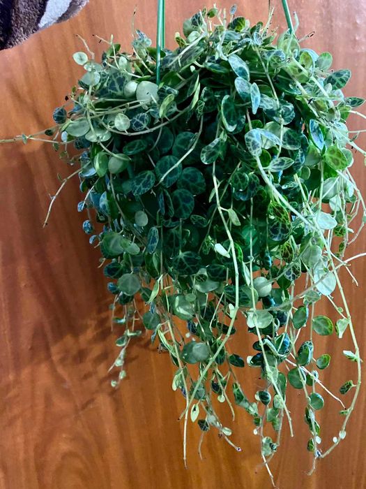 Peperomia prostrata