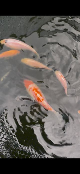 Carpas koi criacao 2025