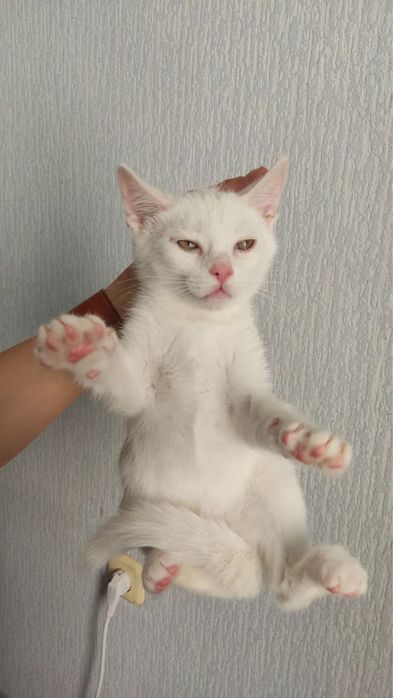 Казкові кошенята шукають родини!
