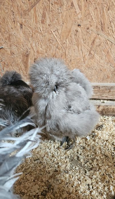 Kury silka USA jedwabista niebieska gołoszyjka