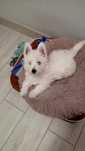 Sunia West Highland White Terier
