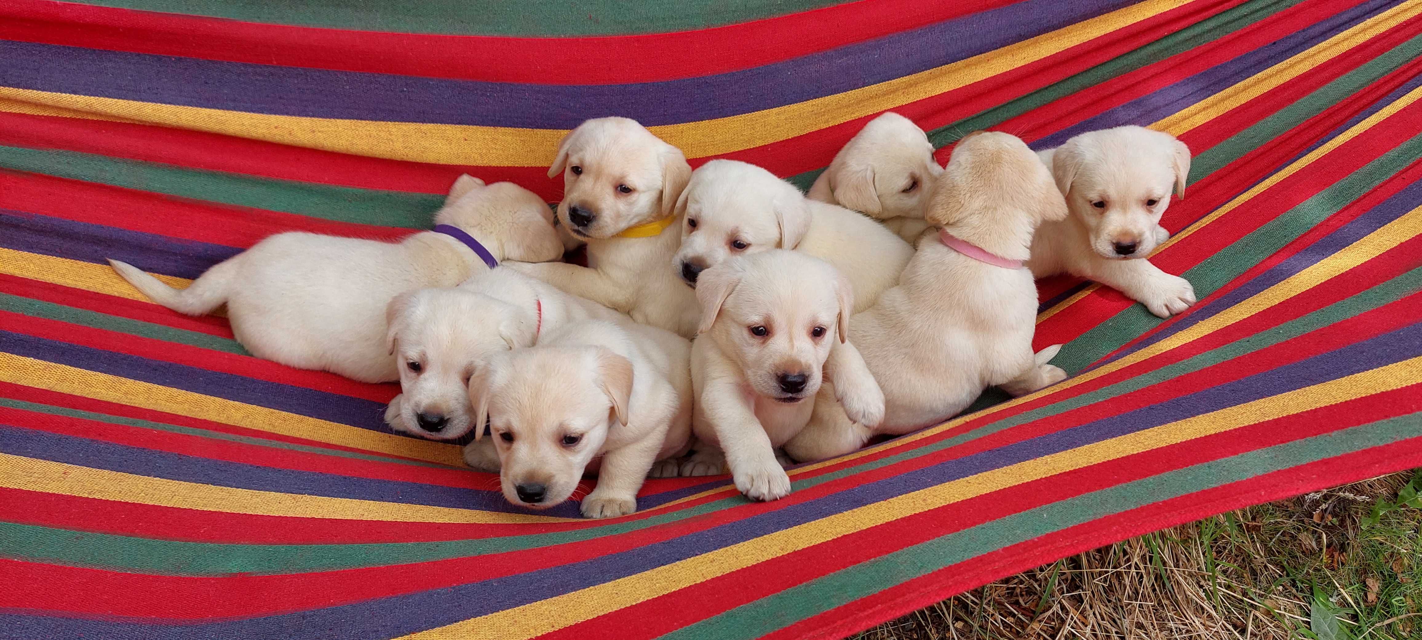 Labrador retriever czarne biszkoptowe Labradory Rasowe