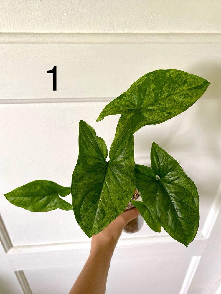Syngonium mojito