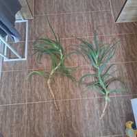 Aloes 6 letni cięty