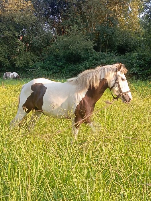 Poldra Gipsy portuguesa olhos azuis