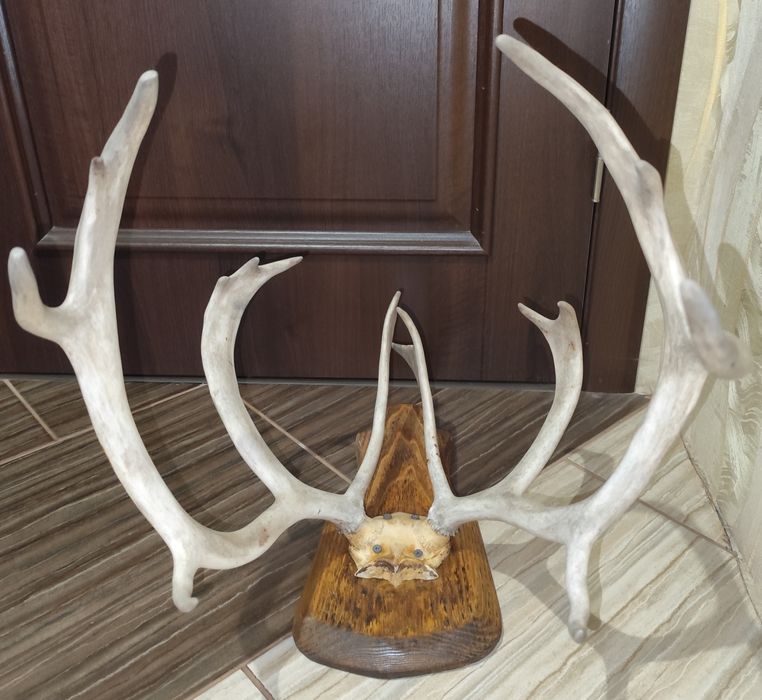 Настінні роги оленя