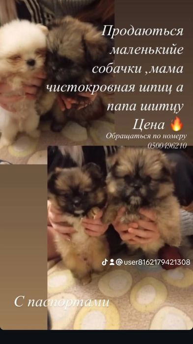 Продам шпиц шитцо