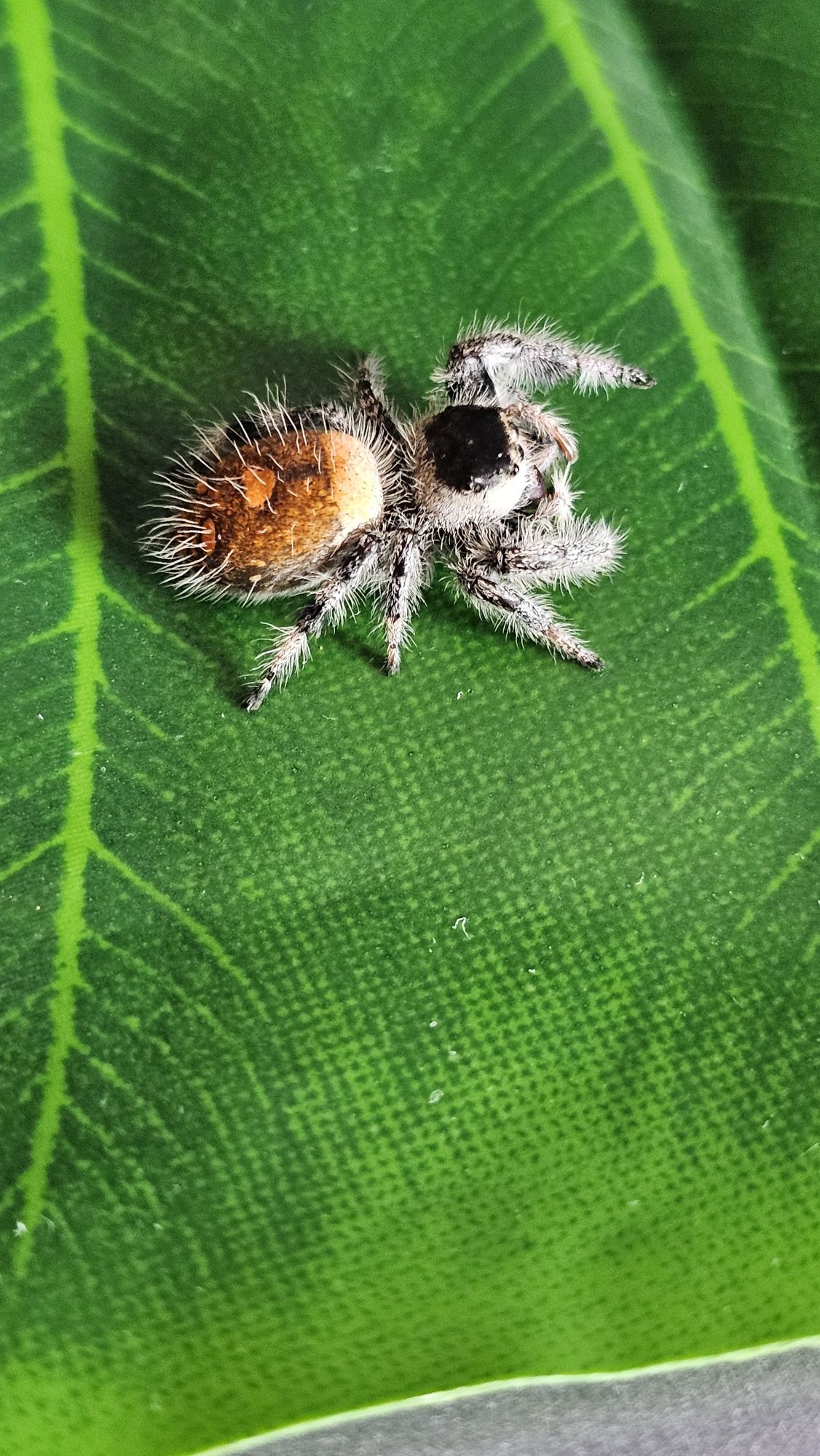 Skakun królewski Phidippus regius soroa L2-L4