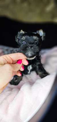 Yorkshire terrier dziewczynka black-tan bardzo ciemna