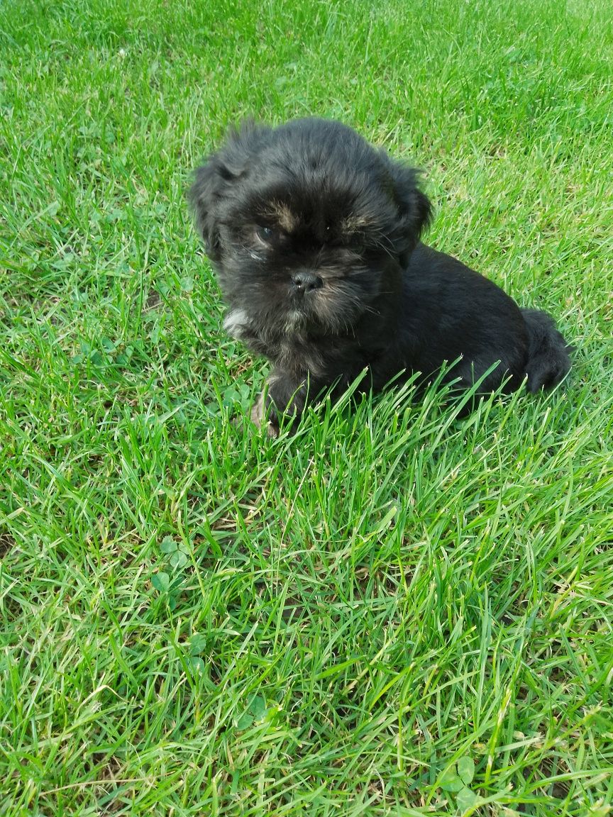 Shih tzu - piesek