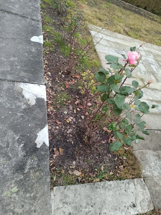 Róże 9 sztuk do przesadzenia