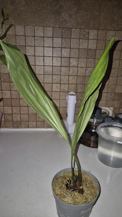 Хоста гигантея(голубые листья),Стангопея-1100грн