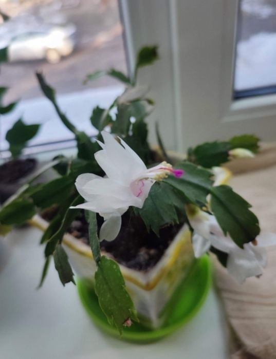 Набір різдвяників, шлюмбергера білий та червоний