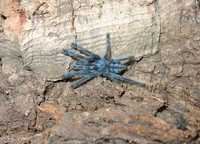 Caribena laeta L3 ptasznik pająk