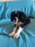Cavalier King Charles macho disponível