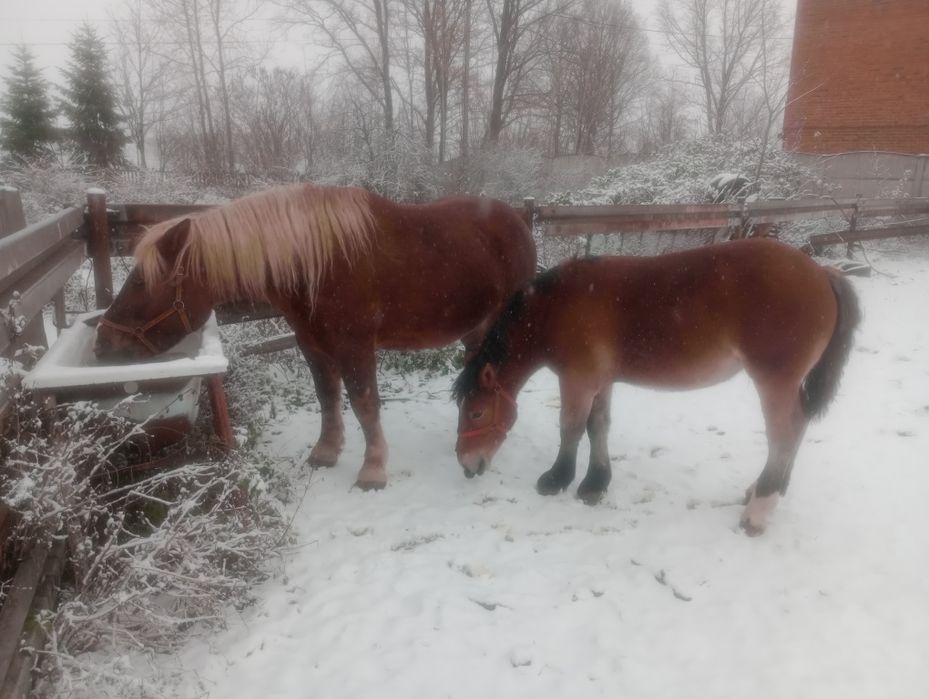 Witam sprzedam konie zimnokrwiste