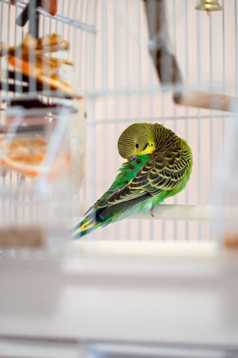 Periquito australiano macho