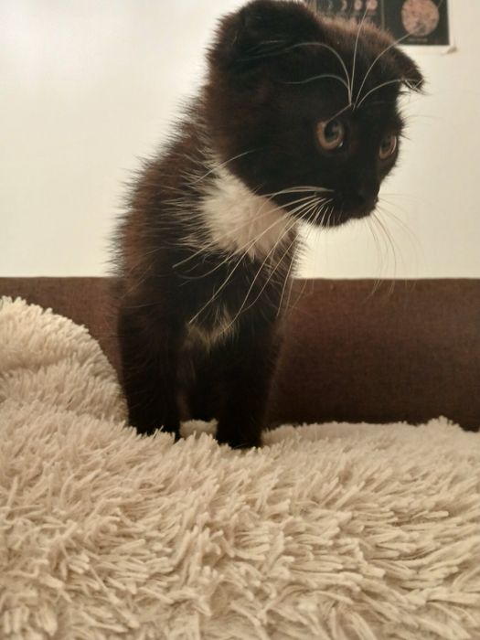 Продам висловухе кошеня