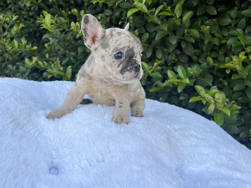 Bulldog frances femea blue merle