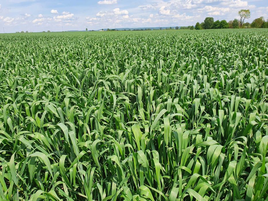 Насіння пшениці, пшениця посівна, озима ПАТРАС