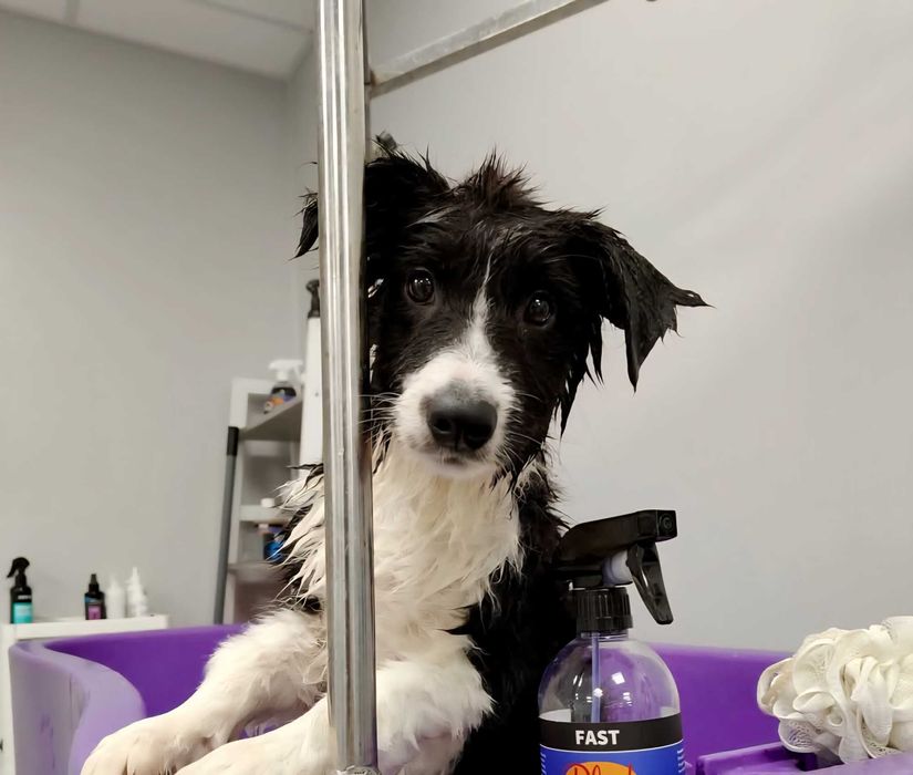 Piesek Border Collie ZKWP/FCI