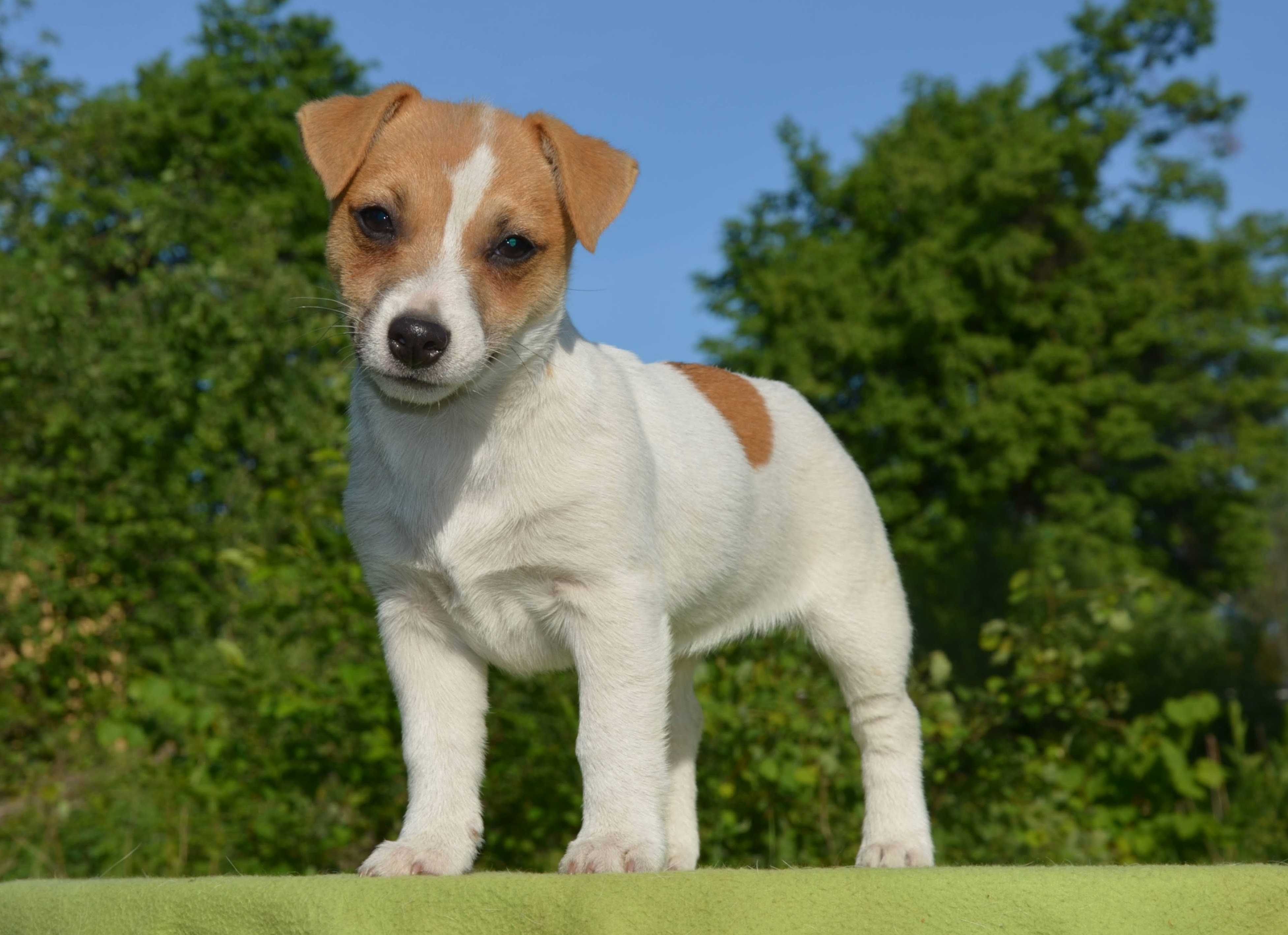 JACK RUSSELL TERRIER gładkowłosa suczka ZKwP/FCI do odbioru