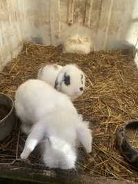 Vendo coelhos anoes brancos castanho