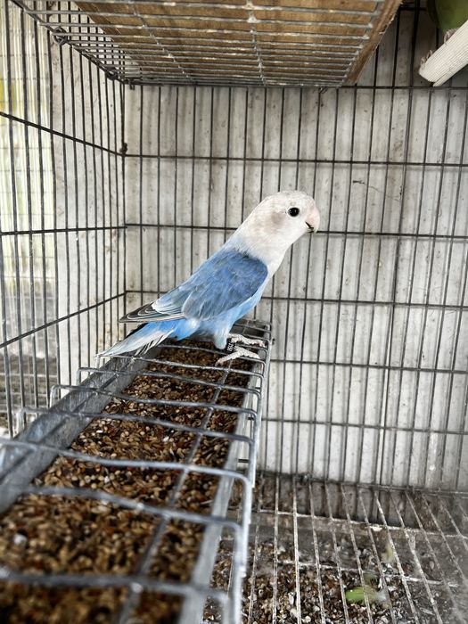 Agapornis Roseicollis Macho 2025