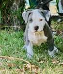 American Staffordshire terrier