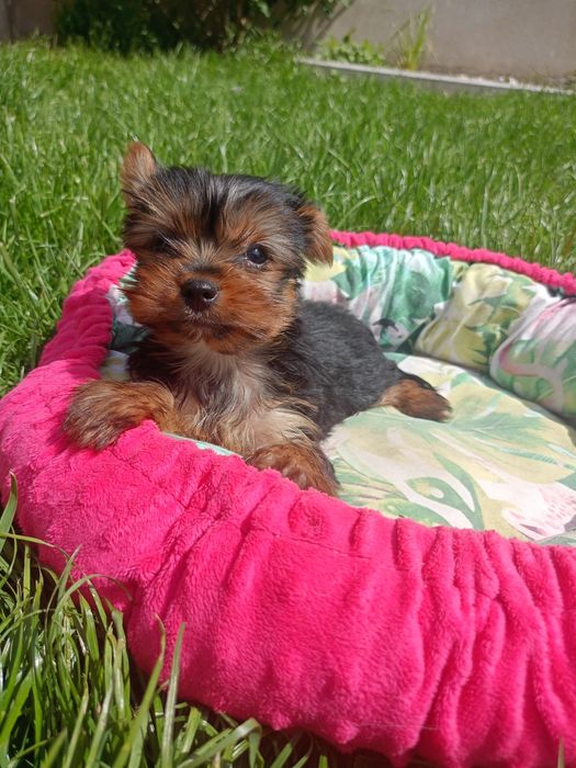 Yorkshire terrier  piesek gotowy do odbioru