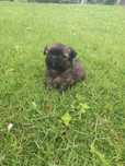 Cadelinha menina shih-tzu