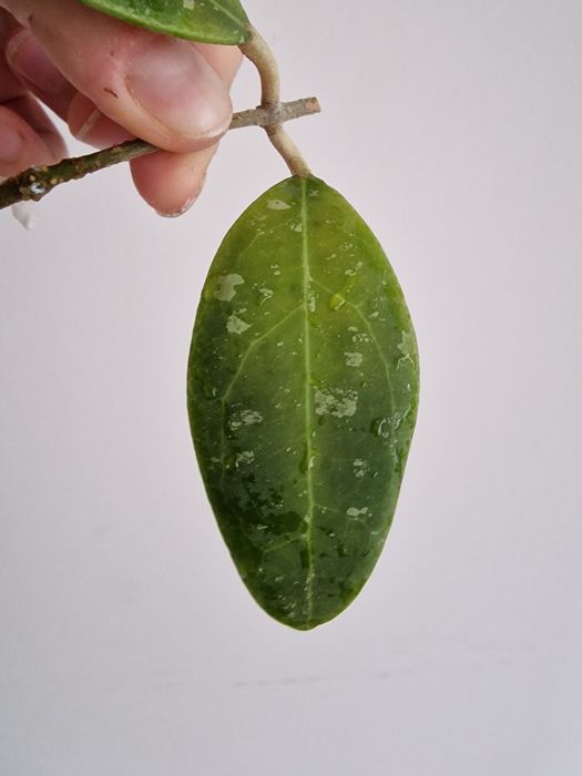 Hoya Rintzii Borneo 2 liscie wstepnie ukorzeniona