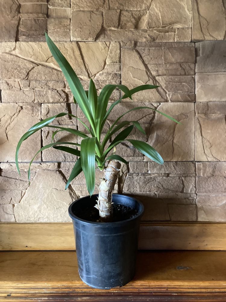 Juka, dracena, rośliny zielone, rośliny doniczkowe