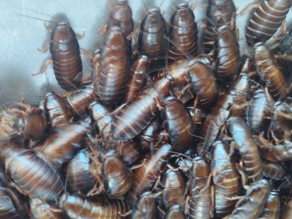 Большие мраморные тараканы- корм для стрижей, ящериц, черепах и др.