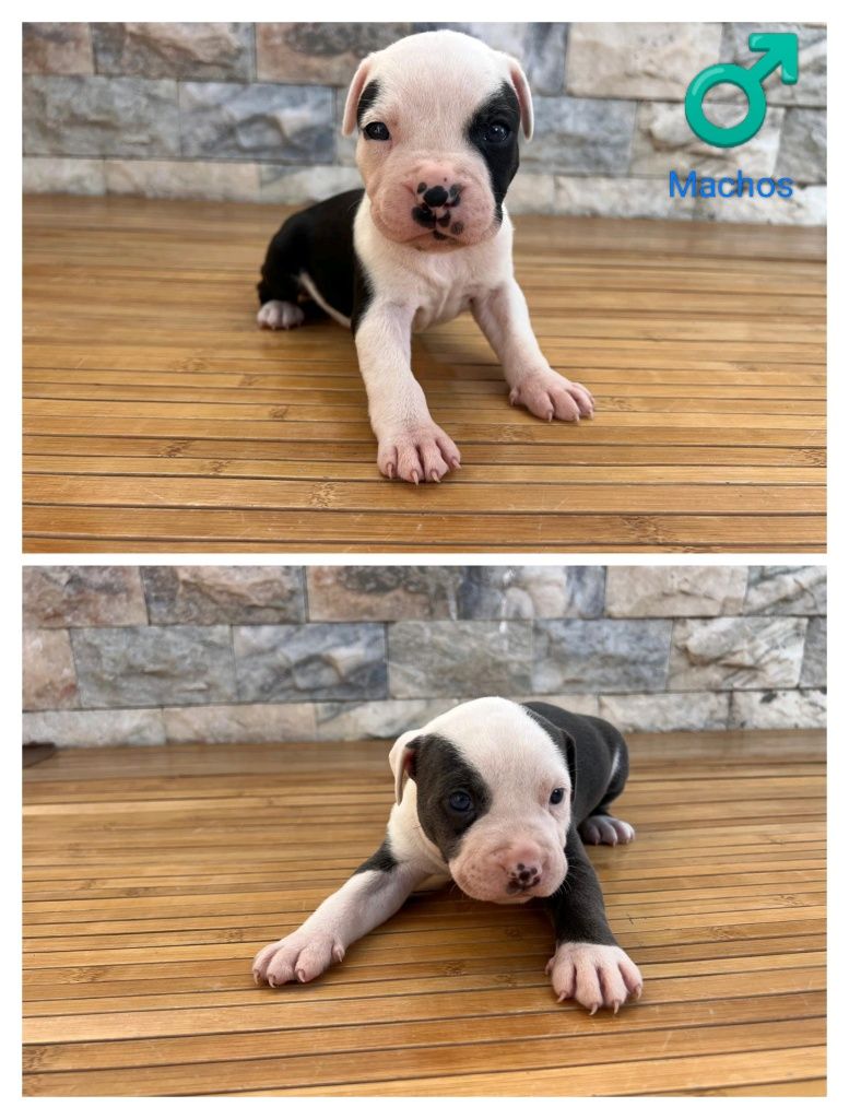 Filhotes PitBull