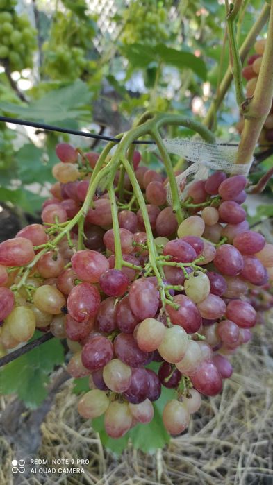 Черенки винограду