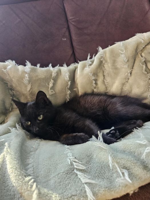 Oddam Kota w dobre ręce