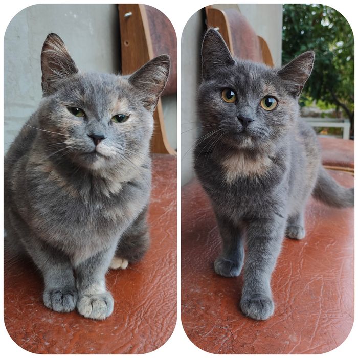 Коты ,4 мес, ловят змей, крыс, мышей