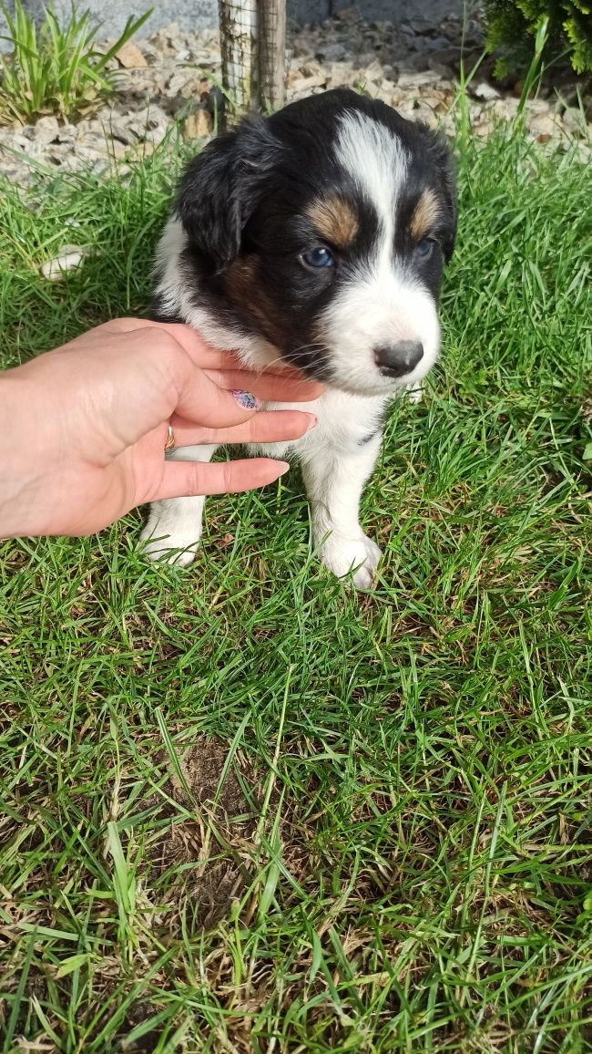 Border Collie suczka tricolor rezerwacja