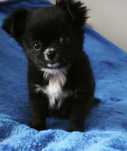 chihuahua długowłosa