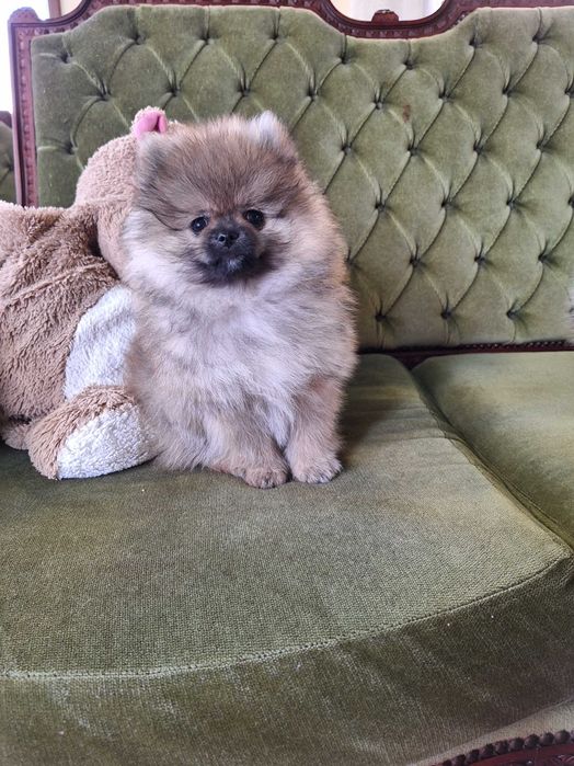 Lulu da pomerânia  com LOP, linhagem Russa, spitz alemão anão